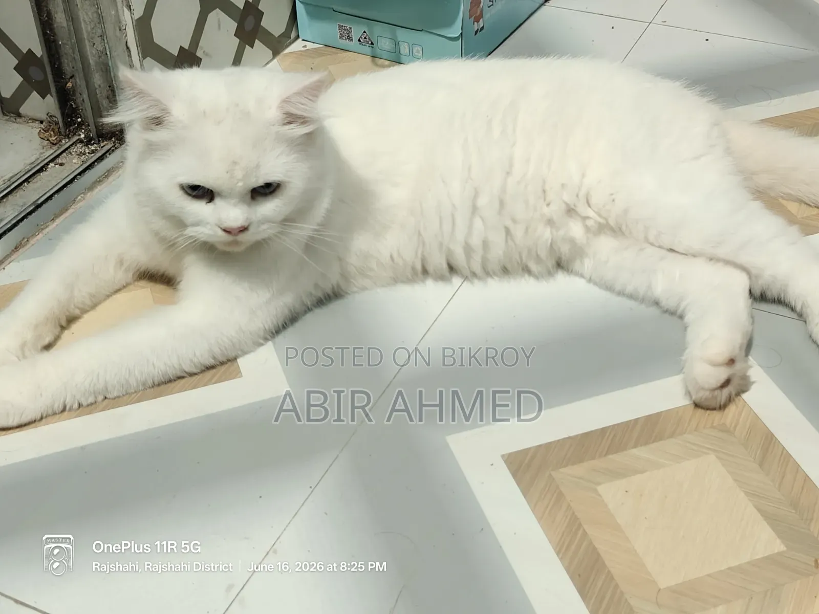 3-6 Months Male Purebred Persian