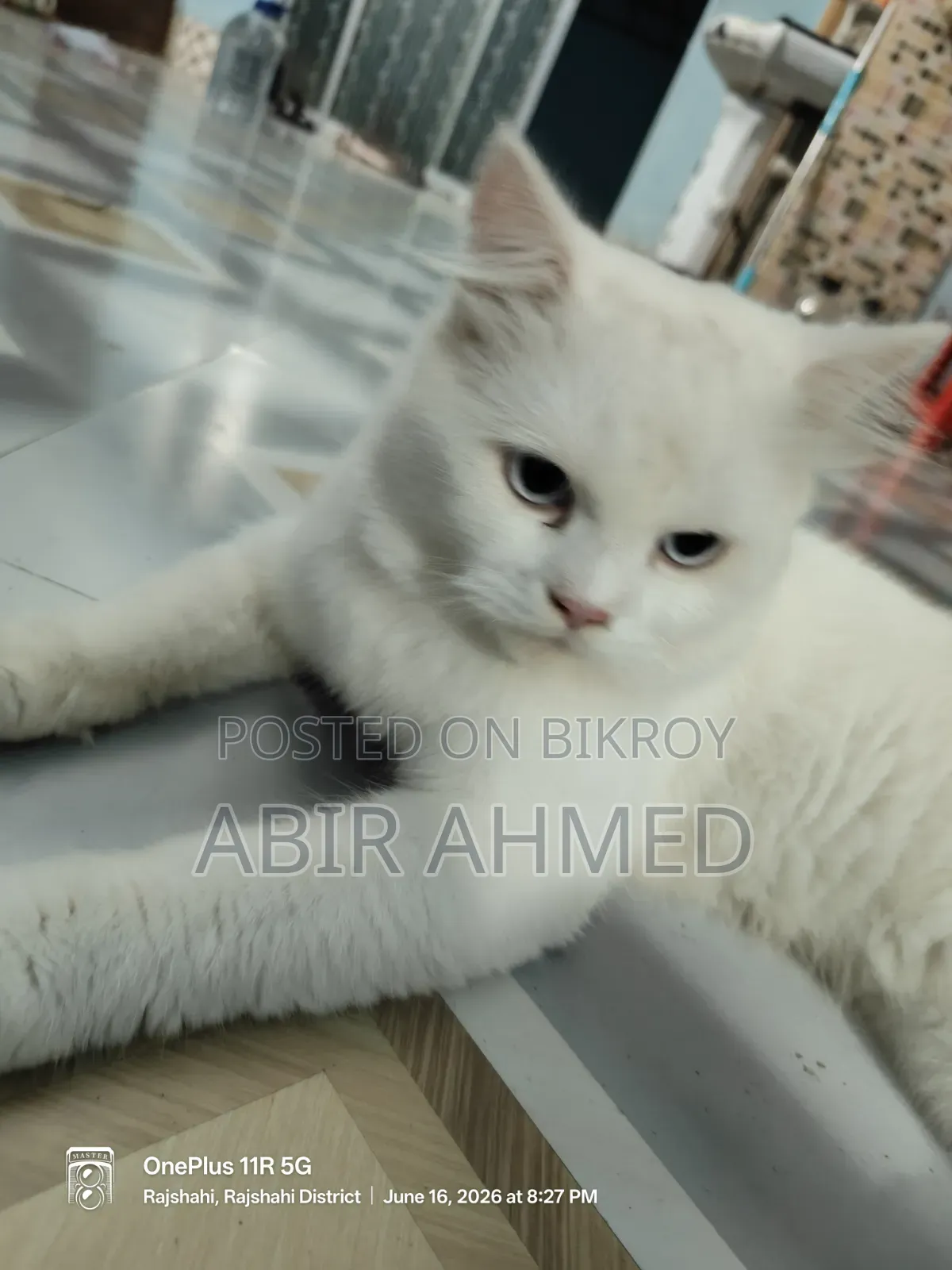 3-6 Months Male Purebred Persian