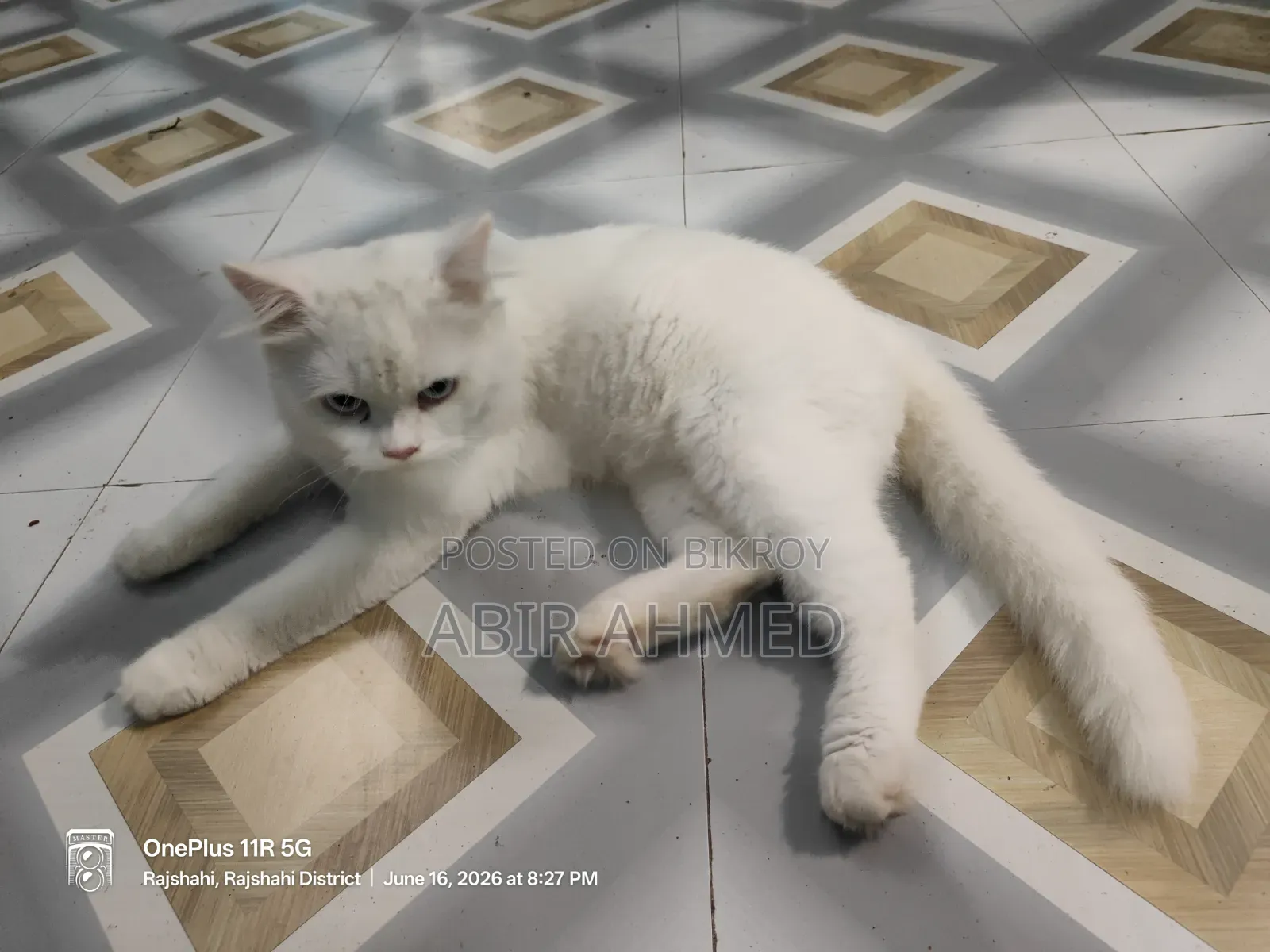 3-6 Months Male Purebred Persian