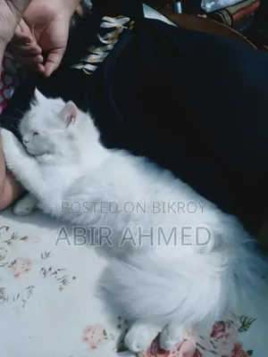 3-6 Months Male Purebred Persian