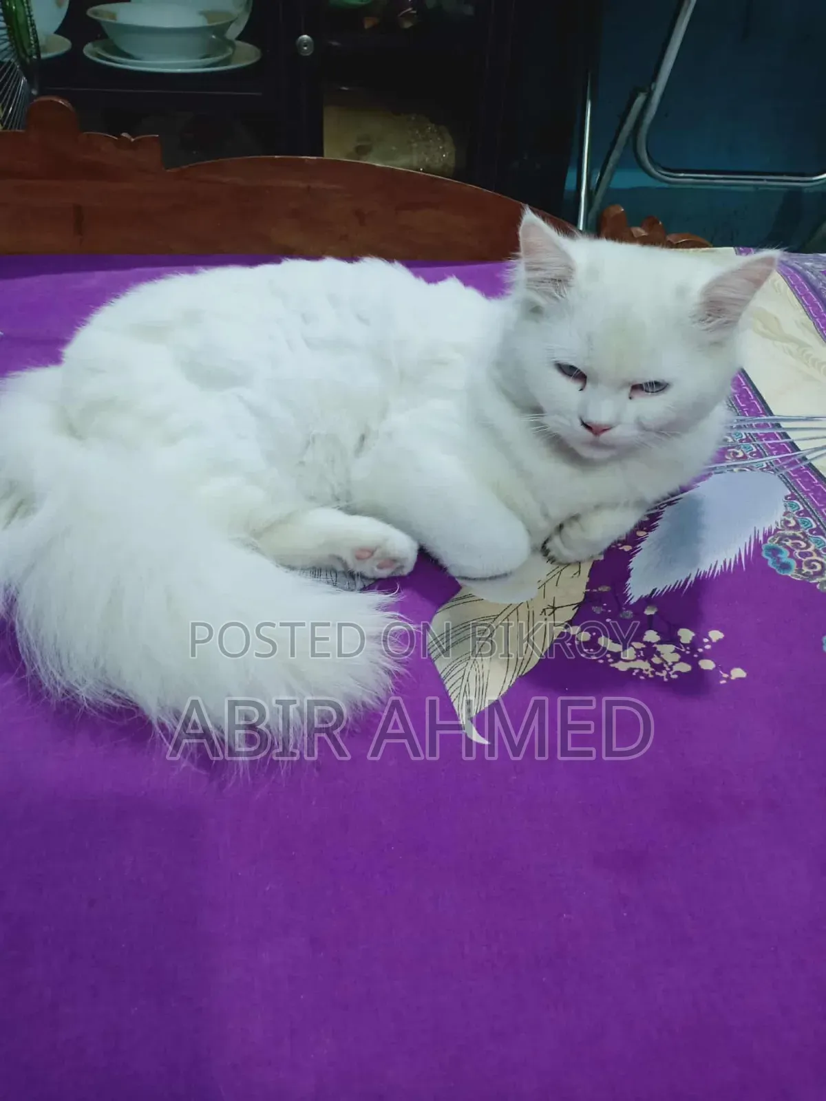 3-6 Months Male Purebred Persian