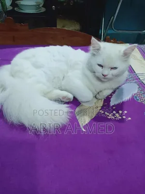 3-6 Months Male Purebred Persian