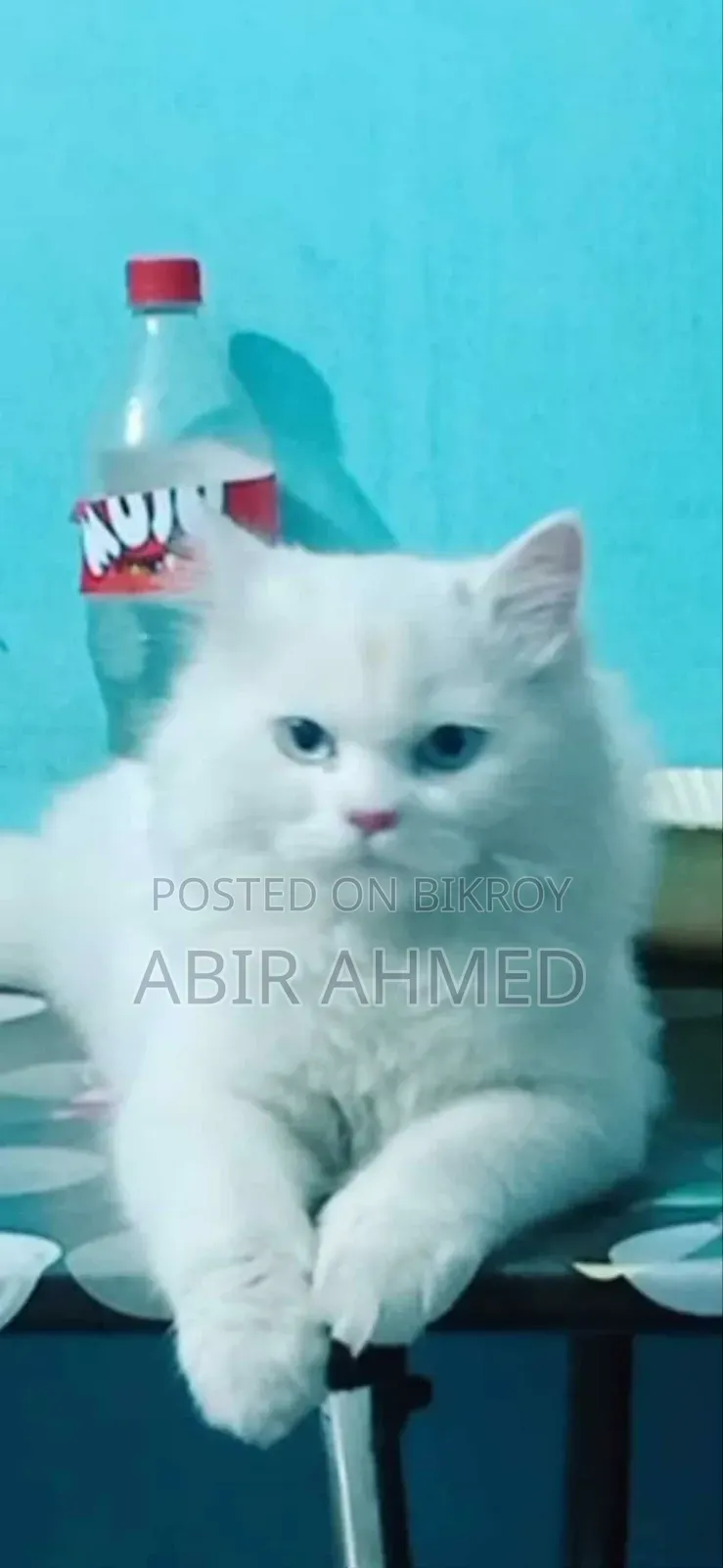 3-6 Months Male Purebred Persian