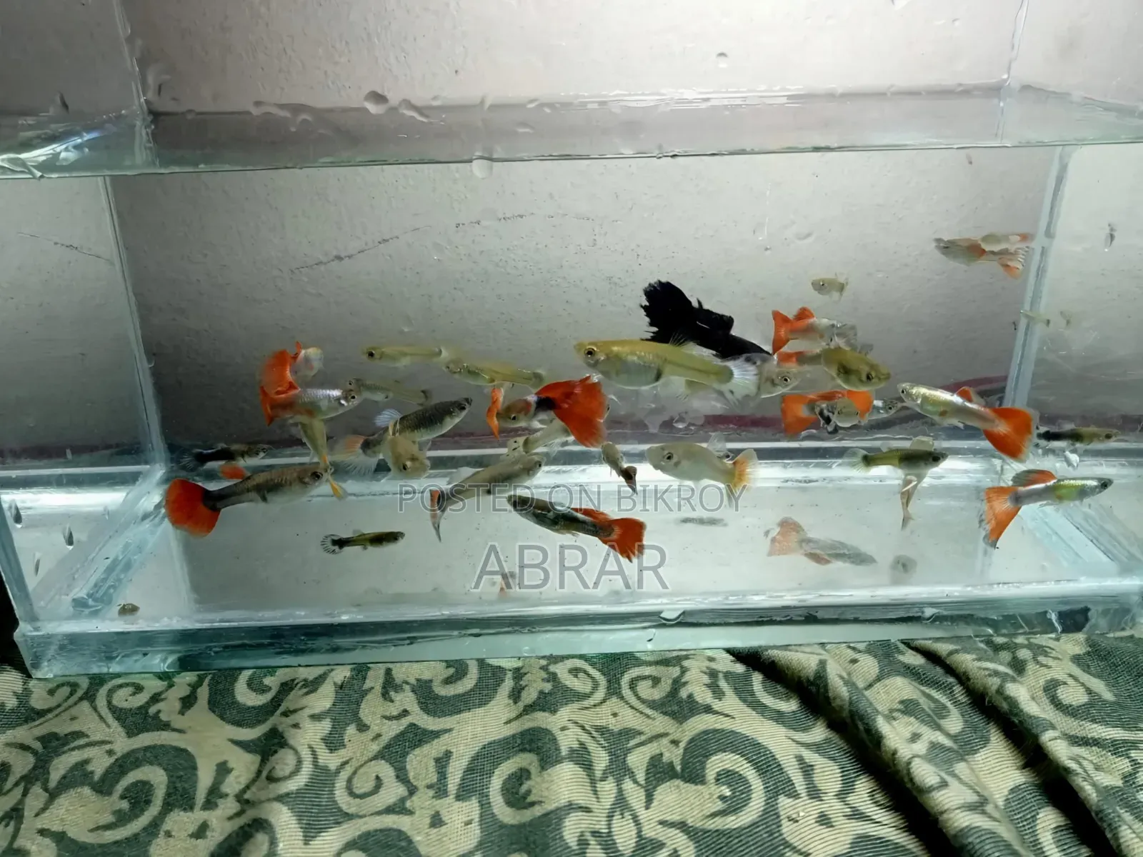 High Quality Mix Guppy