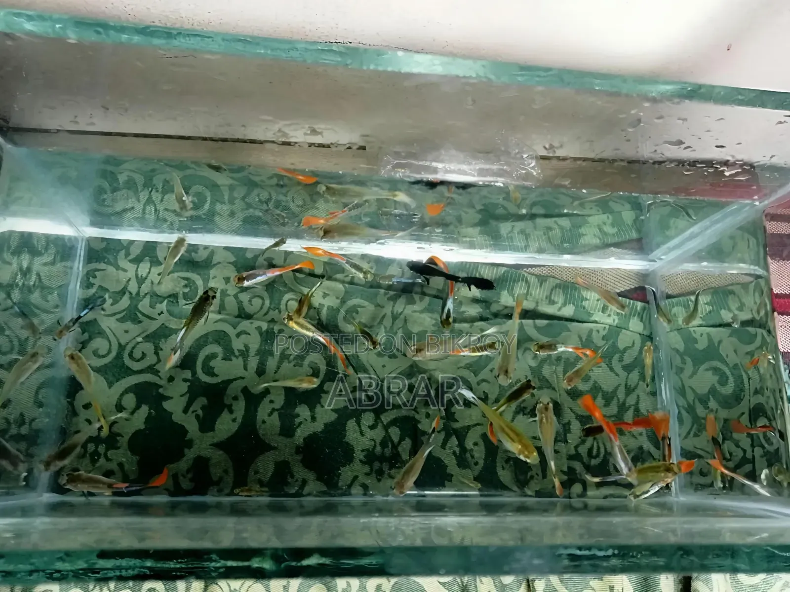 High Quality Mix Guppy