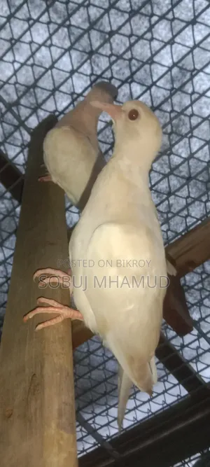 ঘুঘু পাখি বাচ্চা সুস্থ সুন্দর দুই থেকে আড়াই মাসের বয়স