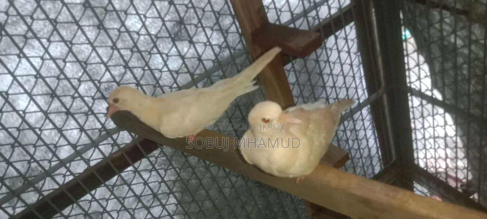 ঘুঘু পাখি বাচ্চা সুস্থ সুন্দর দুই থেকে আড়াই মাসের বয়স