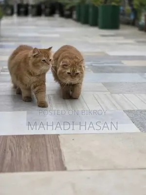 3-6 Months Female Purebred Persian