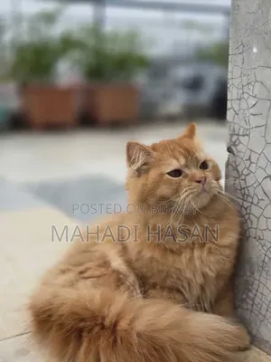 3-6 Months Female Purebred Persian