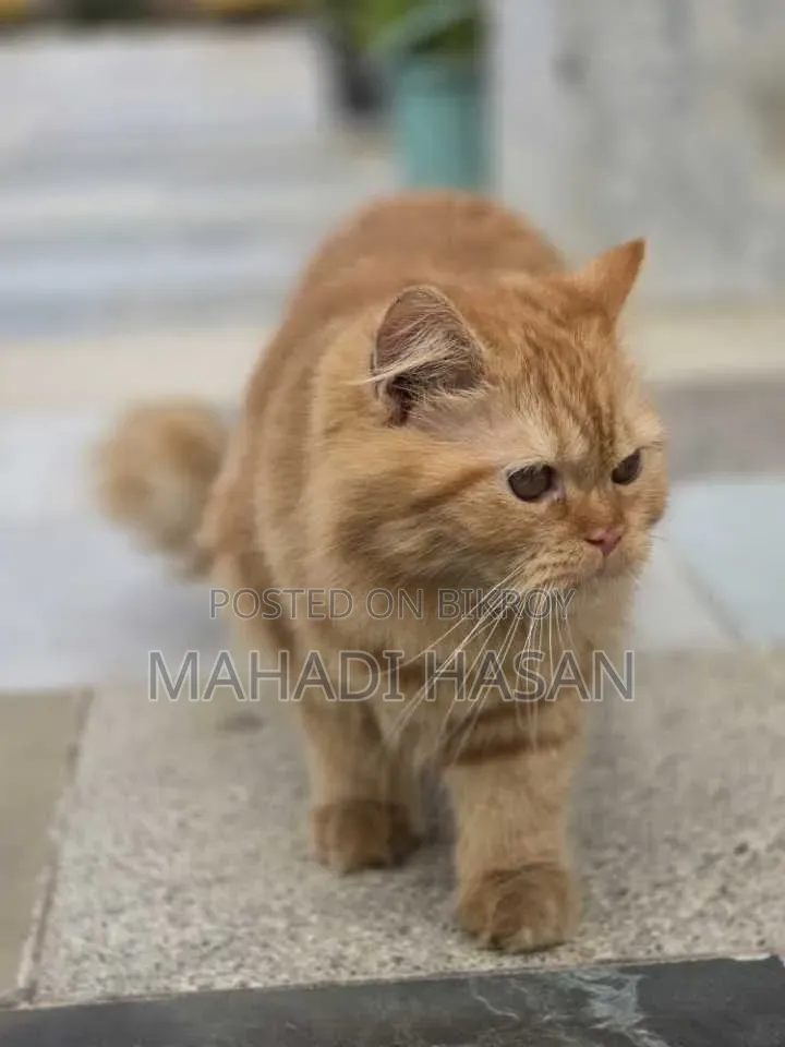 3-6 Months Female Purebred Persian