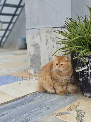 3-6 Months Female Purebred Persian