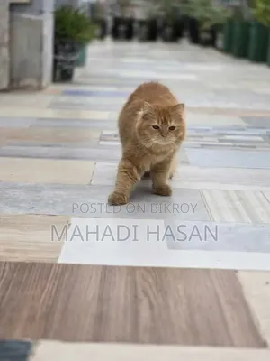 3-6 Months Female Purebred Persian
