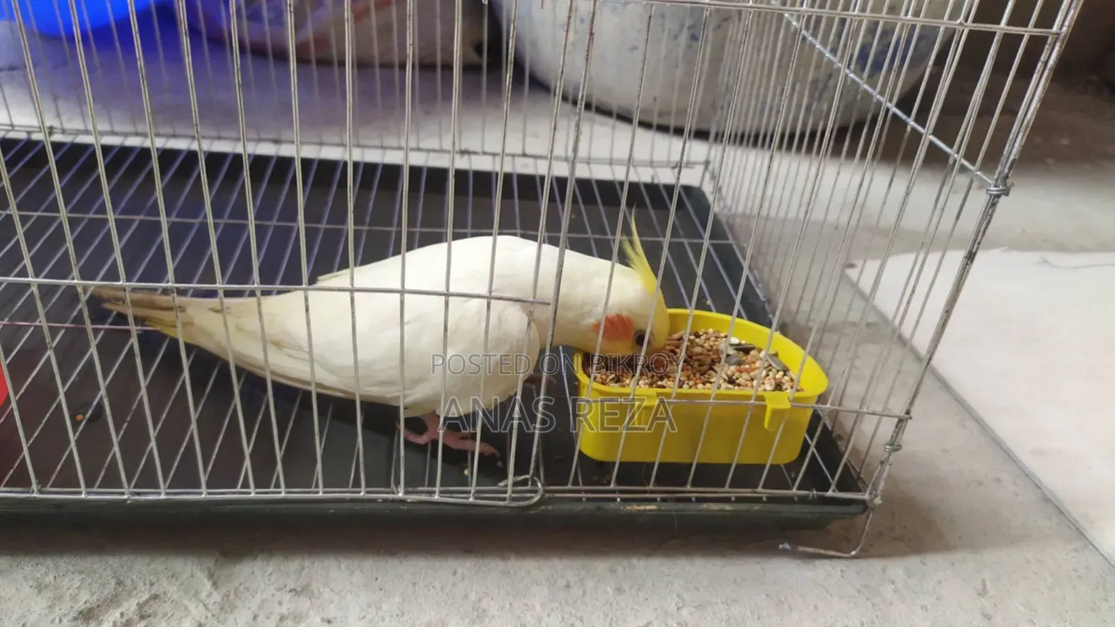 Cockatiel Bird