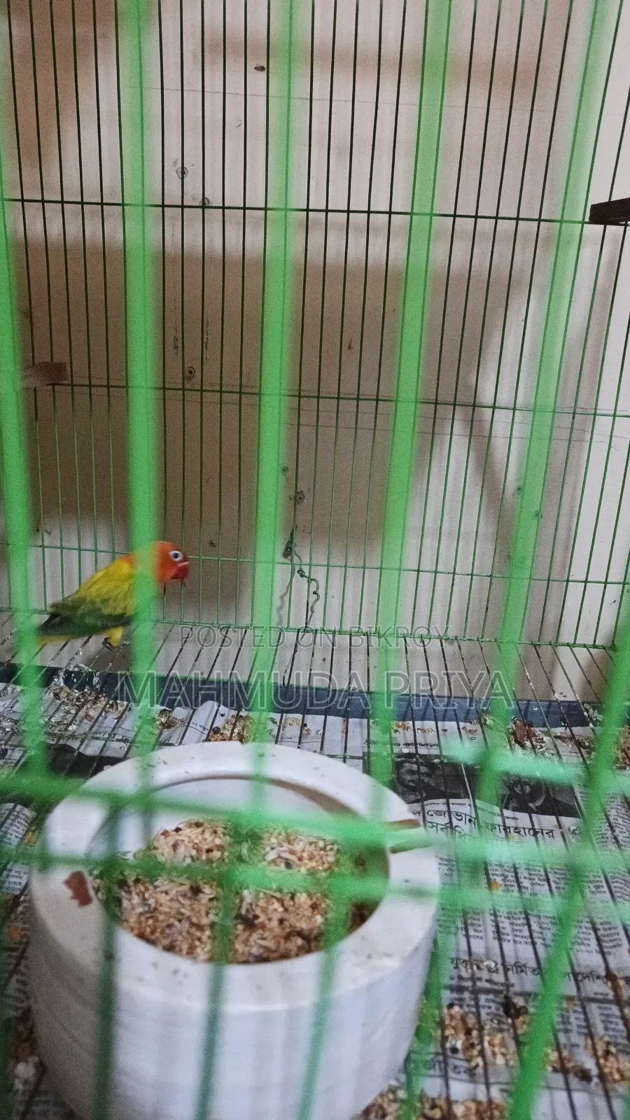 Love Bird for Sale