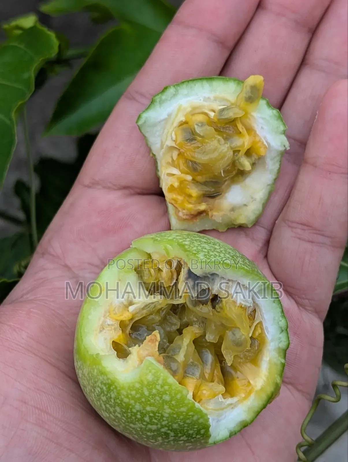 Unripe Green Passion Fruit