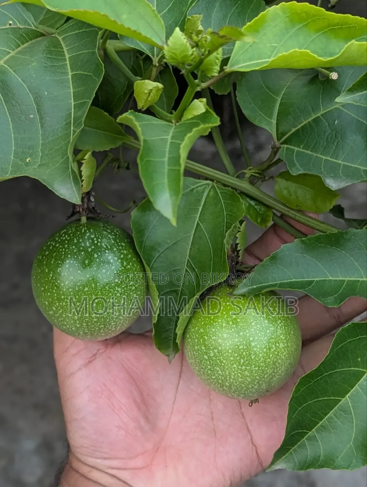 Unripe Green Passion Fruit
