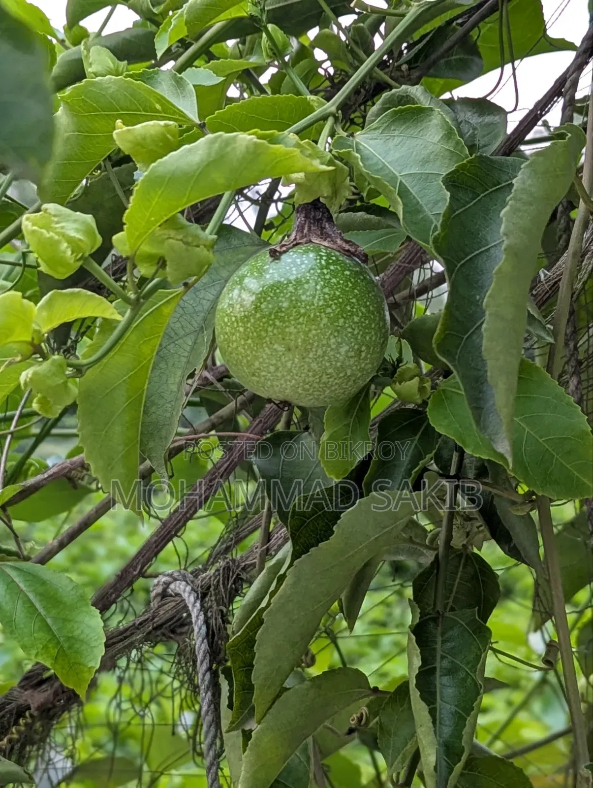 Unripe Green Passion Fruit