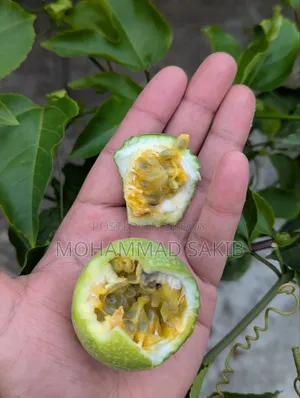 Unripe Green Passion Fruit