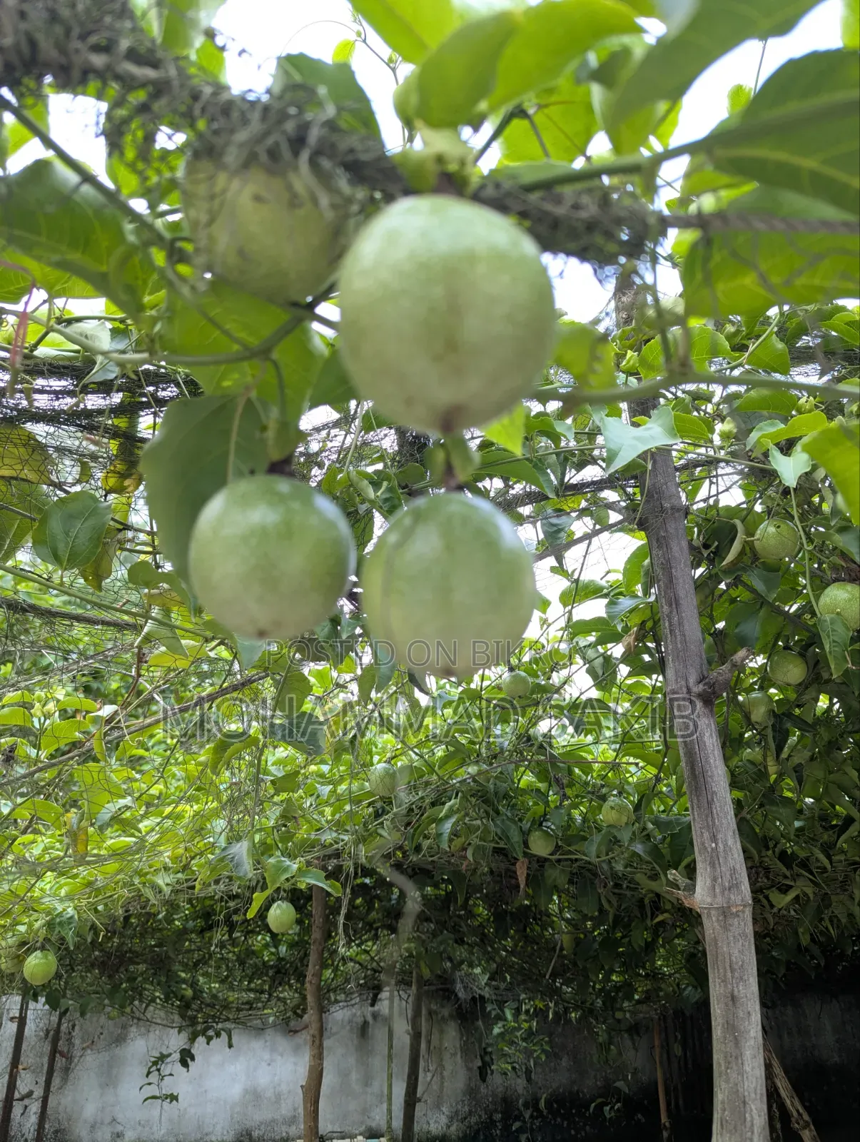 Unripe Green Passion Fruit