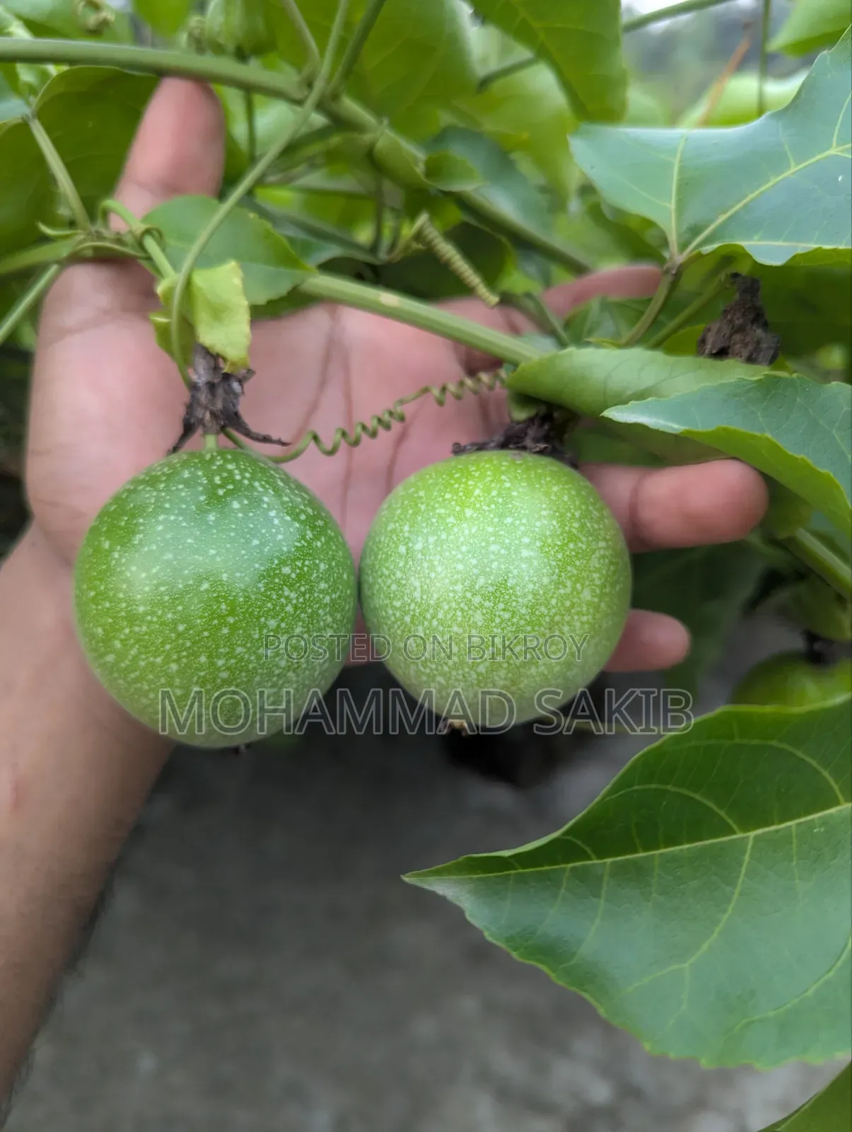 Unripe Green Passion Fruit