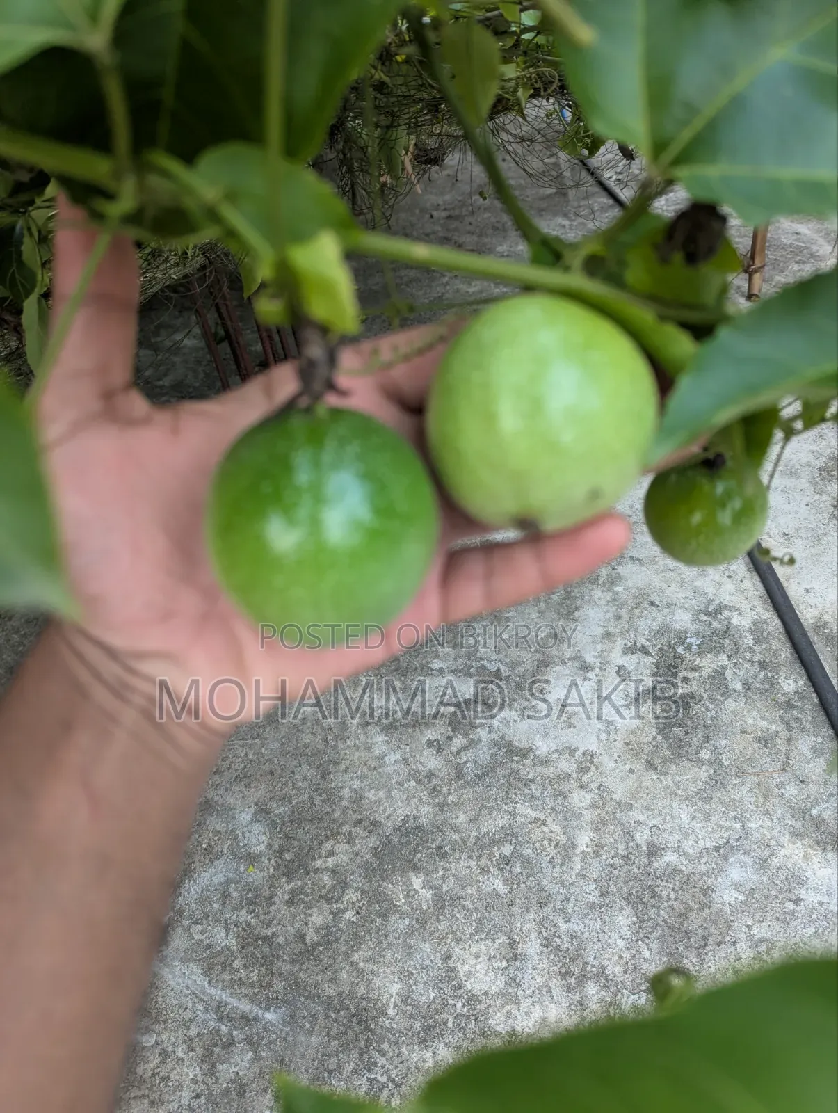 Unripe Green Passion Fruit