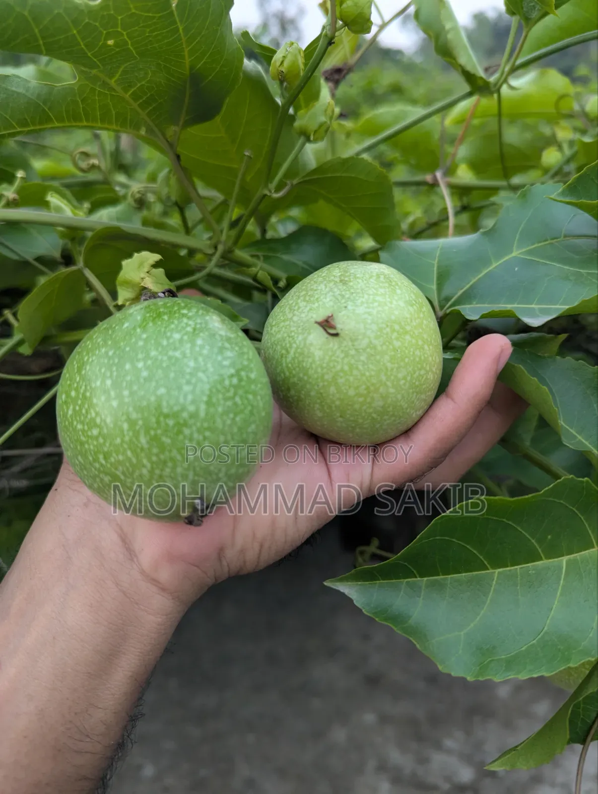 Unripe Green Passion Fruit