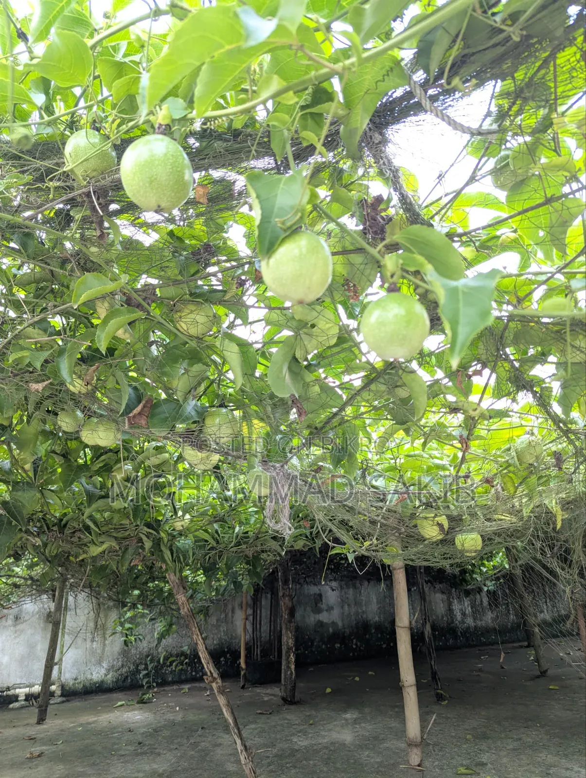 Unripe Green Passion Fruit