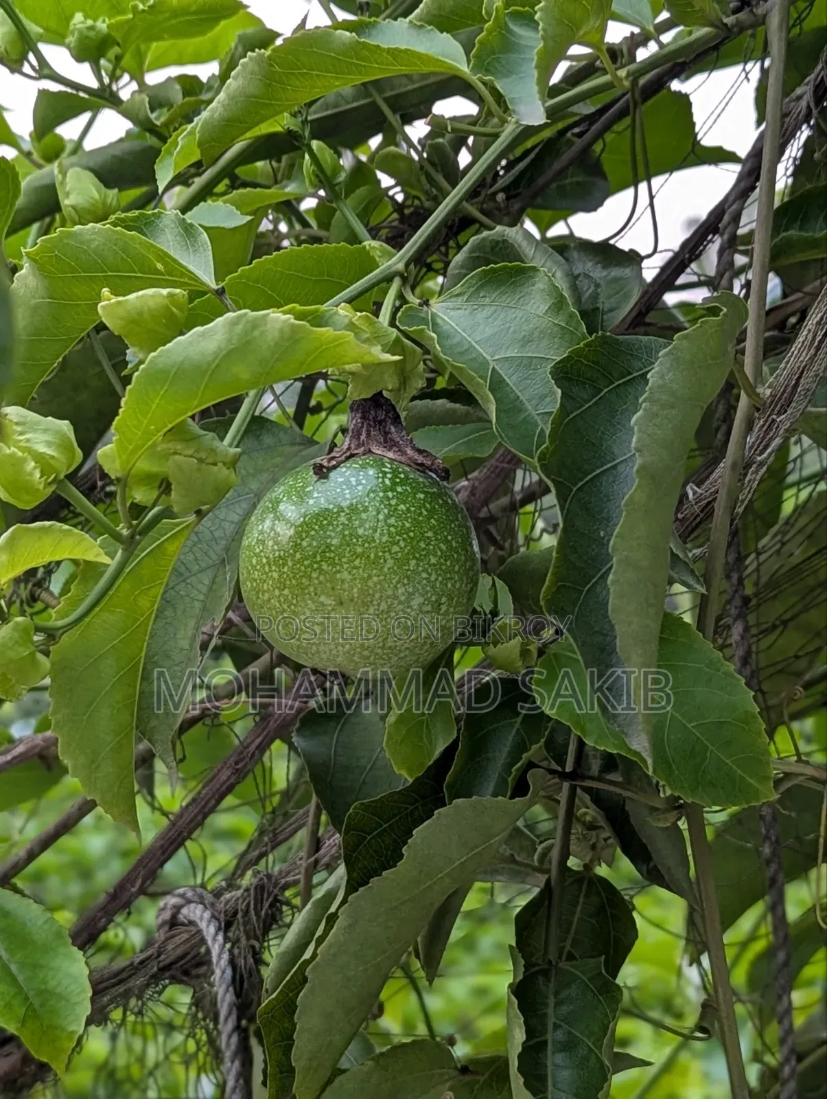 Unripe Green Passion Fruit