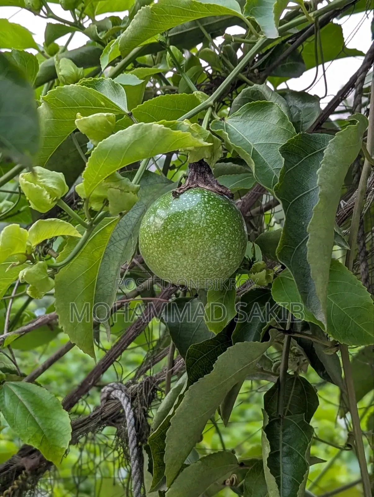Unripe Green Passion Fruit