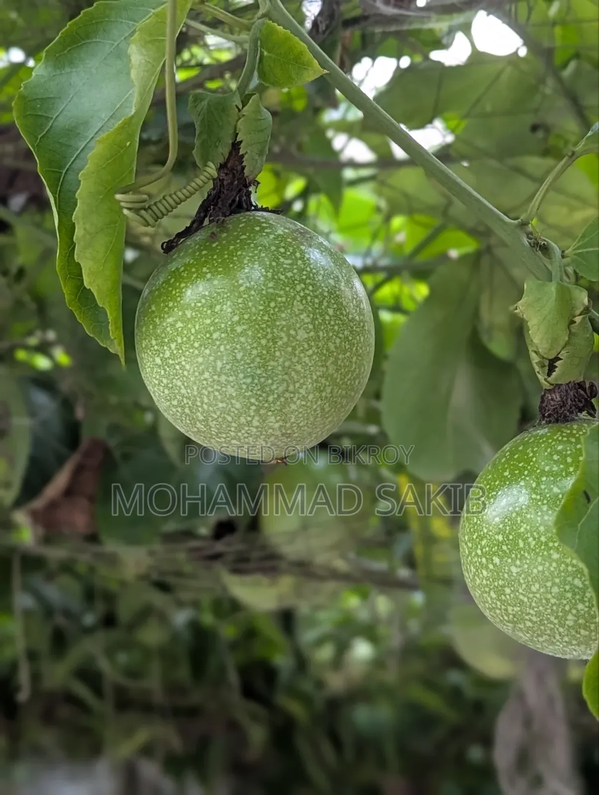 Unripe Green Passion Fruit