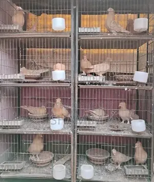 8 Pigeons and 2 Pairs of Cages.