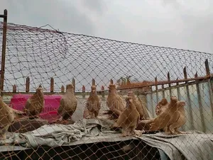 8 Pigeons and 2 Pairs of Cages.