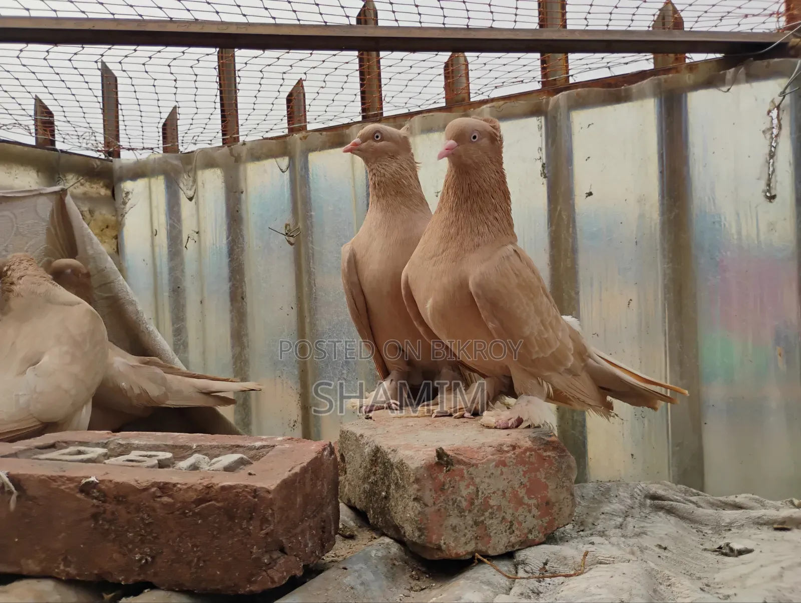 8 Pigeons and 2 Pairs of Cages.