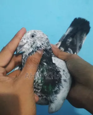 Pigeon for Sell
