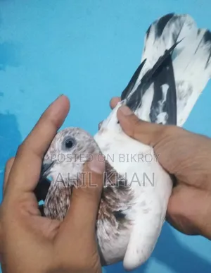 Pigeon for Sell