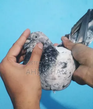 Pigeon for Sell