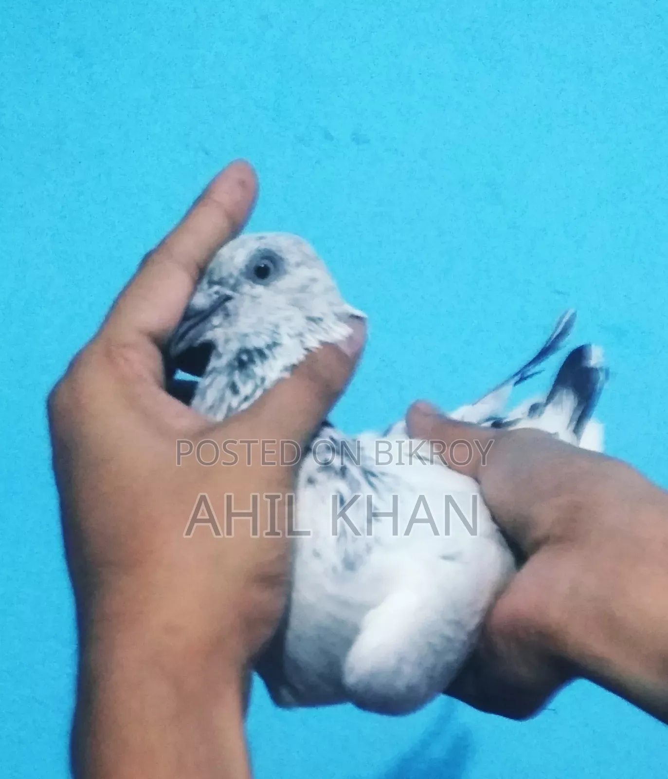 Pigeon for Sell