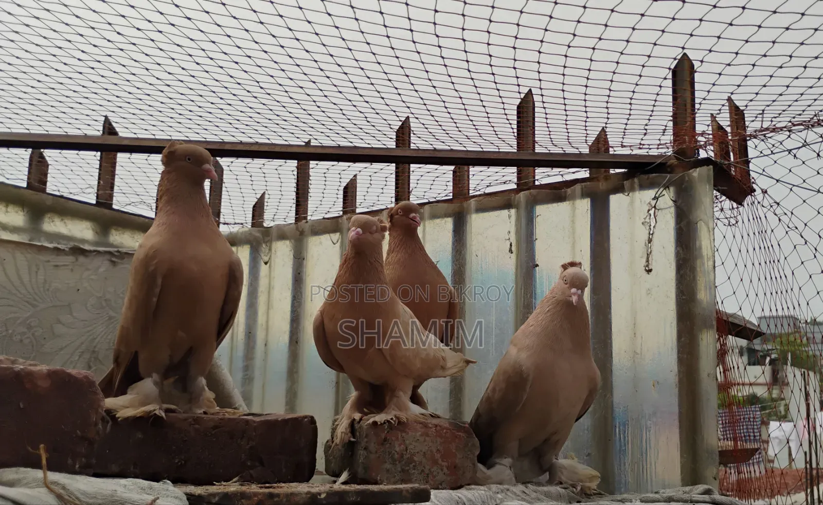 8 Pigeons and 2 Pairs of Cages.