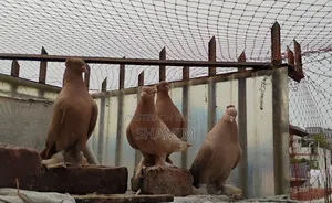 8 Pigeons and 2 Pairs of Cages.
