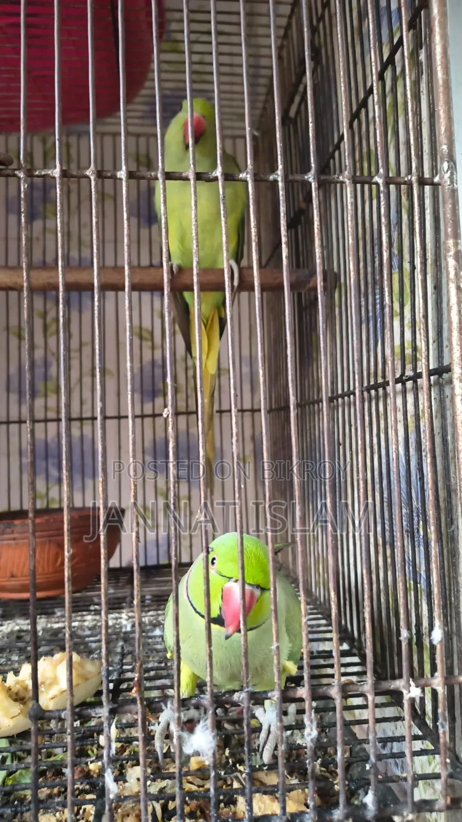 Parrot For Sale With 24 Inch Cage