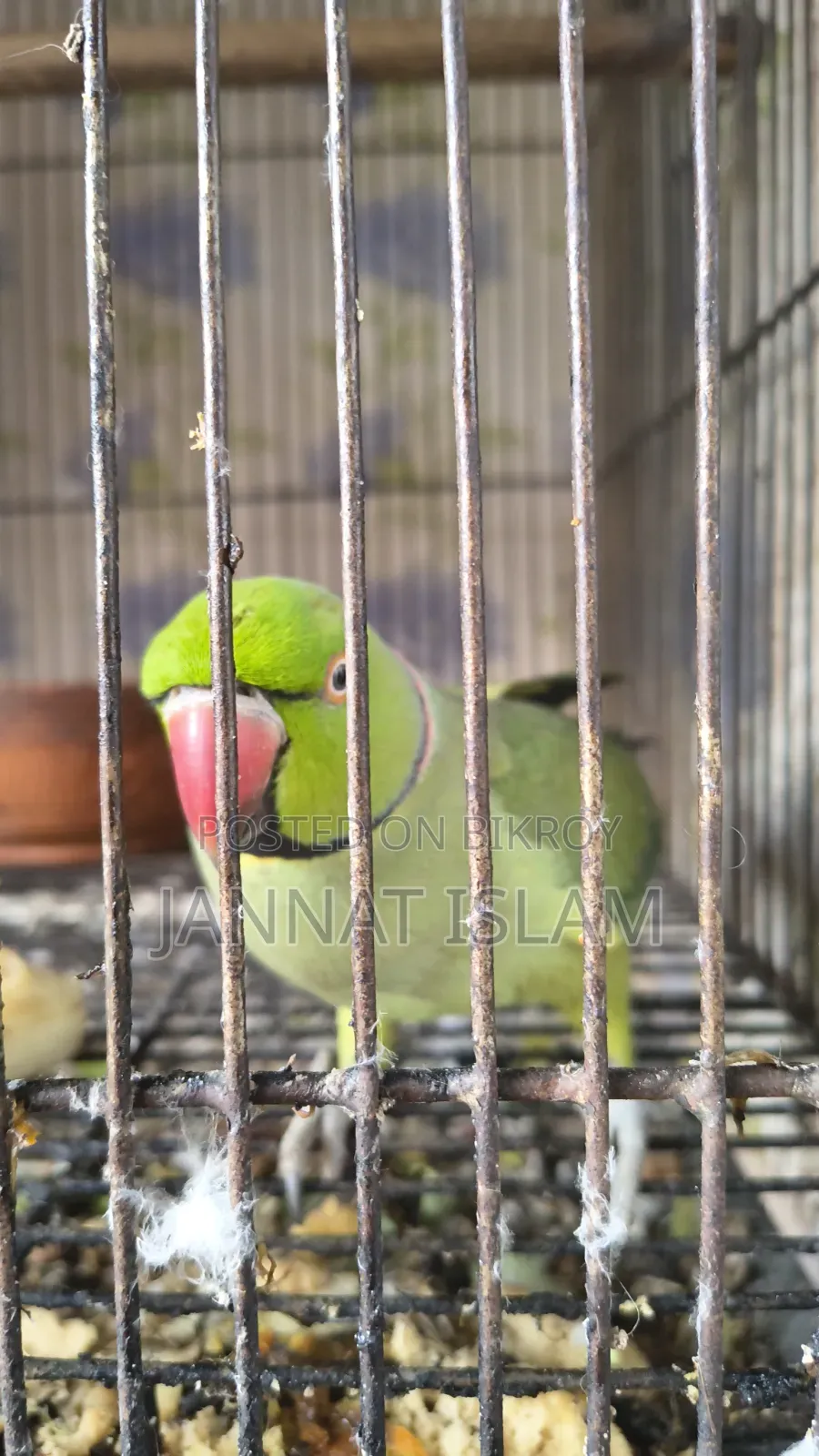 Parrot For Sale With 24 Inch Cage