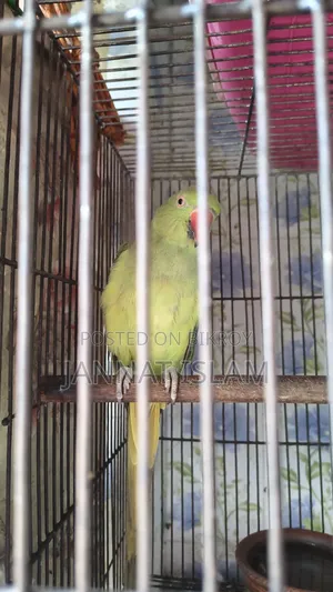 Parrot For Sale With 24 Inch Cage