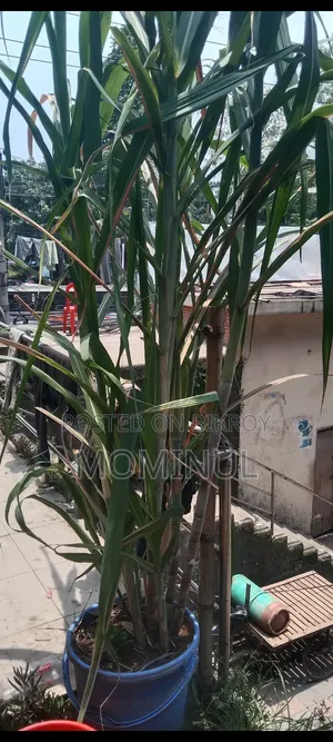 Gendari Plant. Also known as a medicinal plant, very beneficial for jaundice.