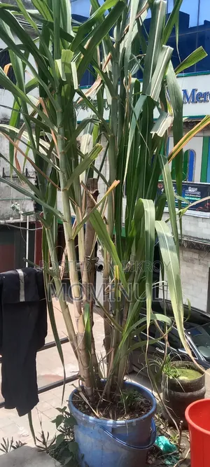 Gendari Plant. Also known as a medicinal plant, very beneficial for jaundice.