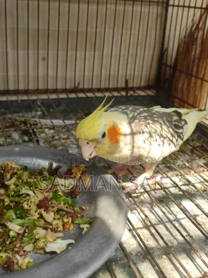 অ্যাডাল্ট লুটিনো পাইড পার্ল ফিমেল