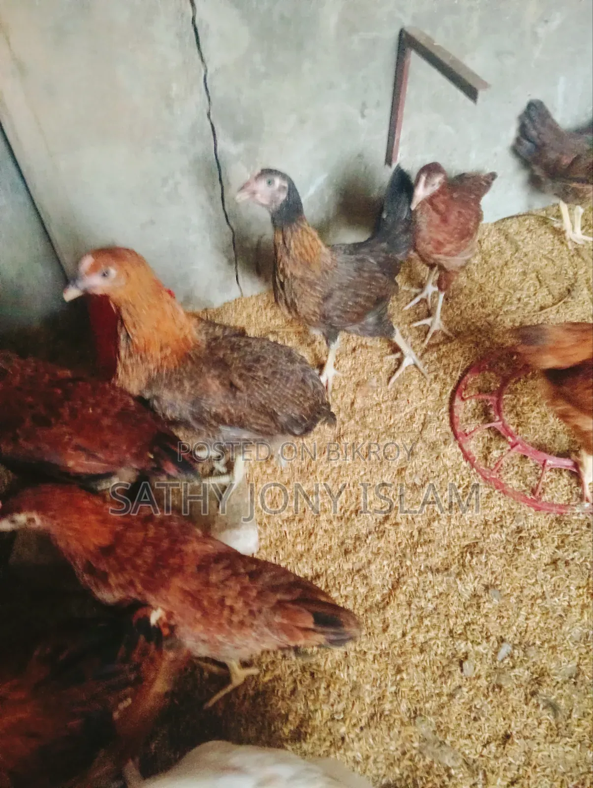 Large Breed Pure Native Chicken