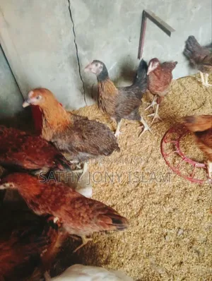 Large Breed Pure Native Chicken