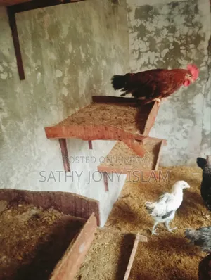 Large Breed Pure Native Chicken