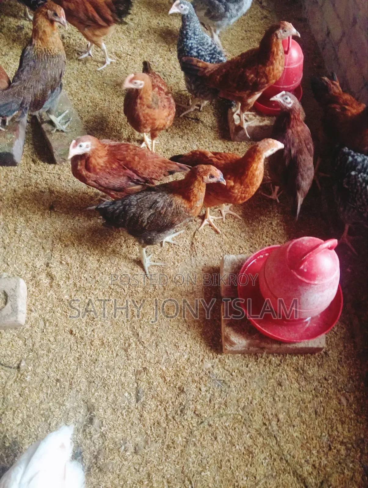 Large Breed Pure Native Chicken