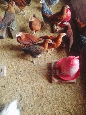 Large Breed Pure Native Chicken